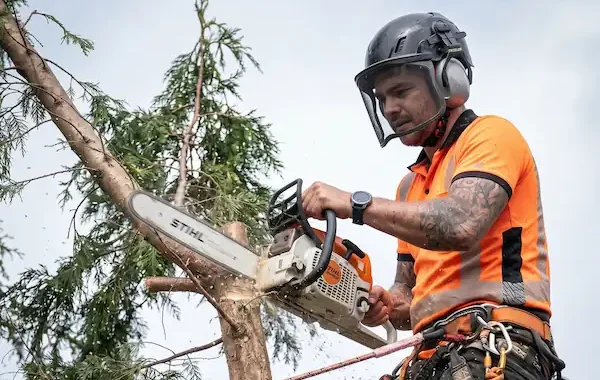 Élagueur professionnel perché dans un arbre en train de couper des branches à la tronçonneuse avec harnais de sécurité