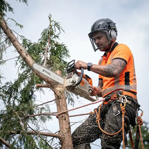Élagueur professionnel perché dans un arbre en train de couper des branches à la tronçonneuse avec harnais de sécurité