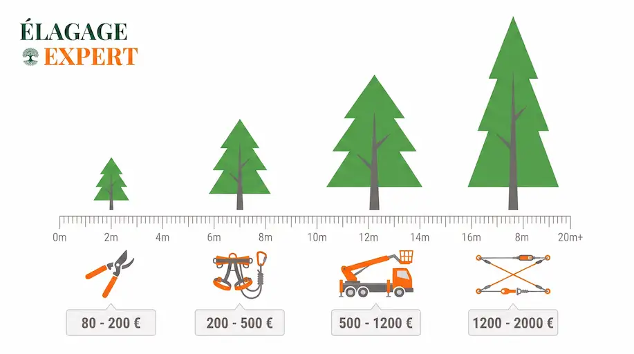 infographie-grille-tarifaire-élagage expert